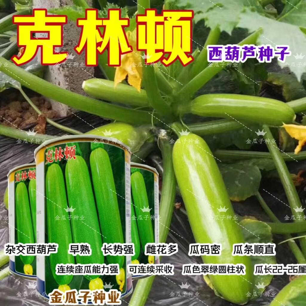 克林顿西葫芦种子孑角瓜茭瓜绞瓜种籽早熟高产抗病毒颜色油绿翠绿