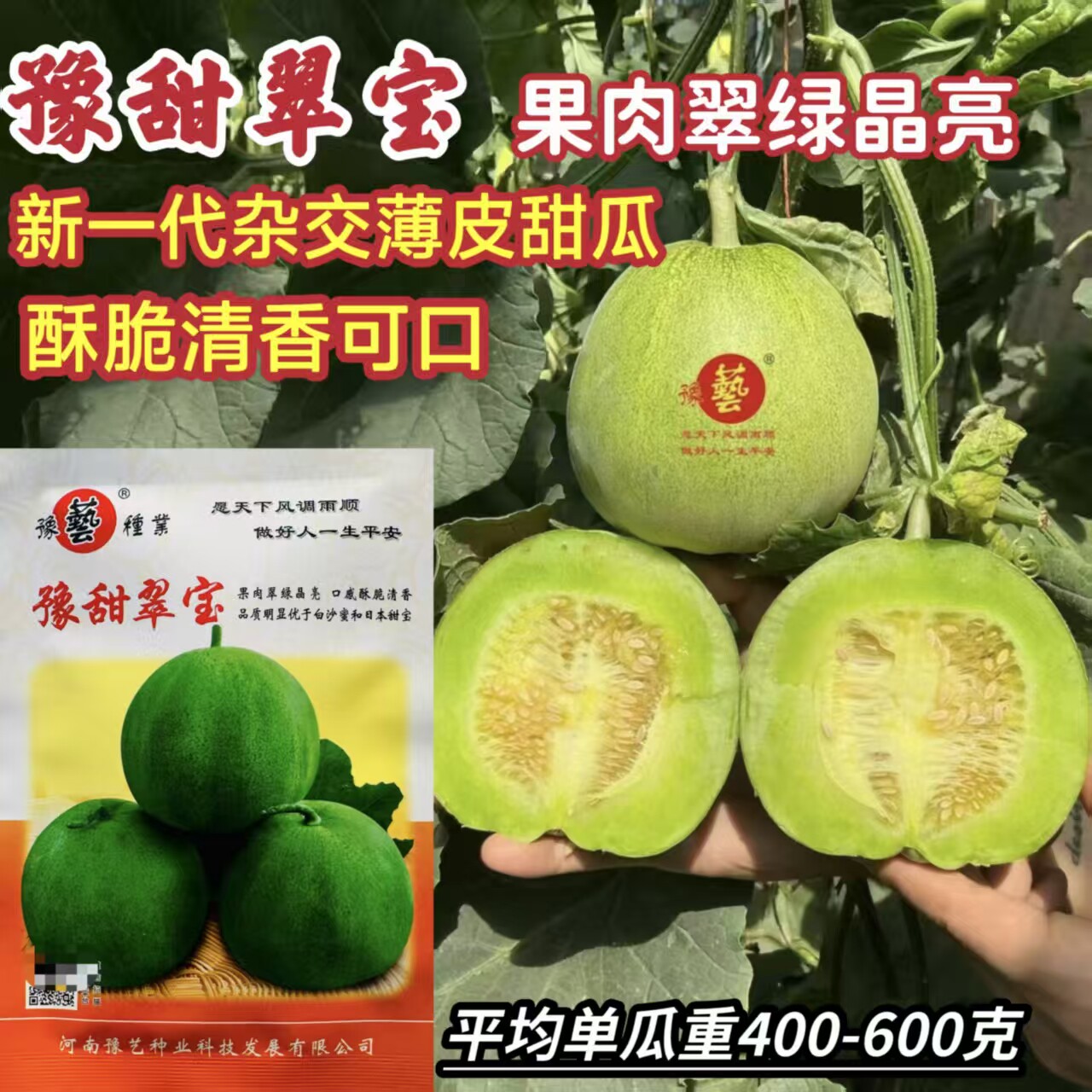 豫艺豫甜翠宝早熟 杂交甜瓜种子薄皮 口感酥脆 绿皮绿肉大田用种