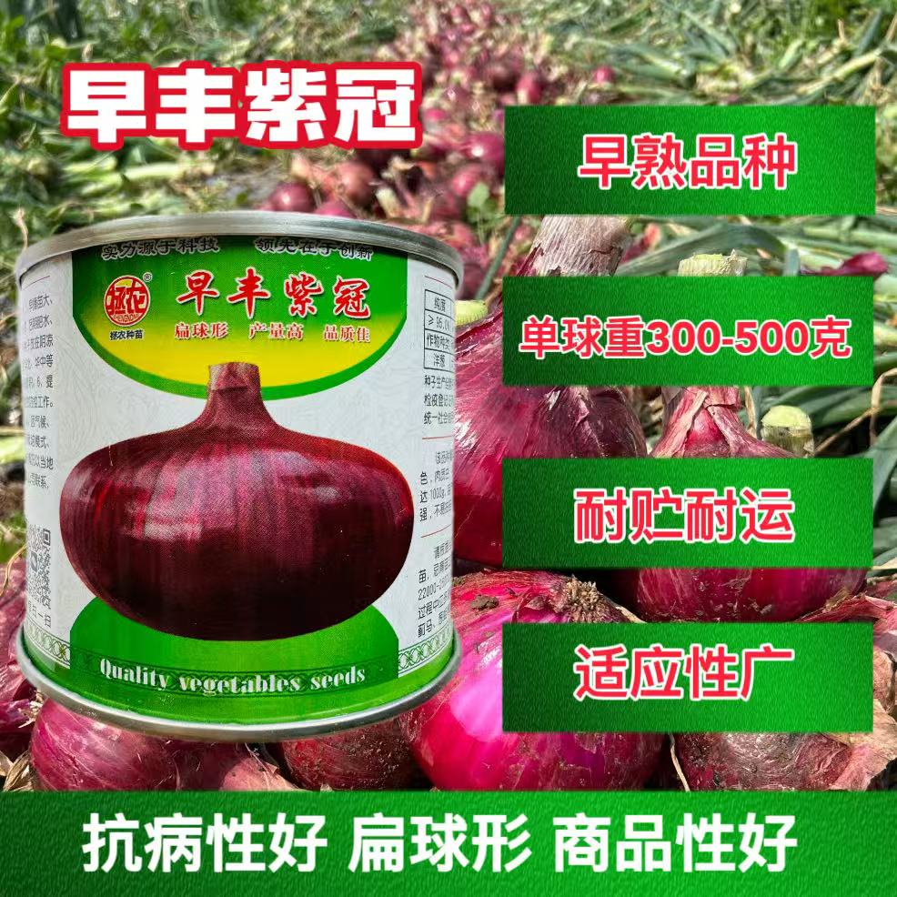 早丰紫冠早熟洋葱种子 深紫红皮平桩半高桩洋葱种子葱头种子籽孑
