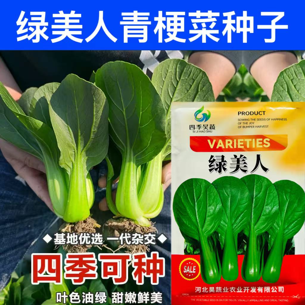 绿美人青菜种子高产耐热抗病四季播种农家小青菜种籽阳台蔬菜种子