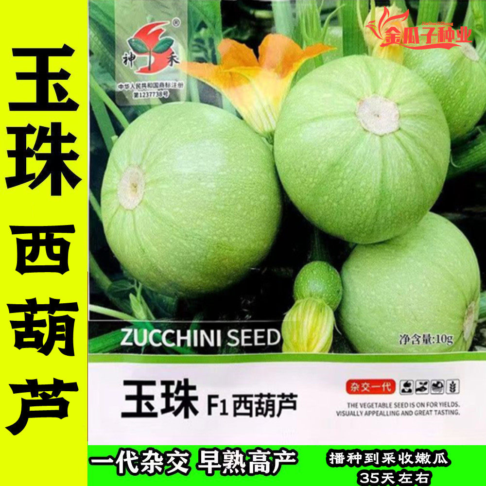 神禾玉珠西葫芦种子早熟圆形浅绿色无蔓西葫芦种籽油亮口感脆甜嫩