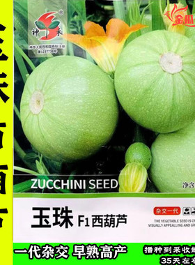 神禾玉珠西葫芦种子早熟圆形浅绿色无蔓西葫芦种籽油亮口感脆甜嫩