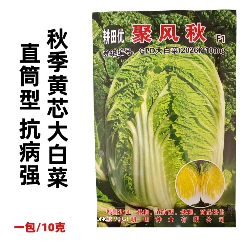 韩国进口种子聚风秋大白菜种子中熟大颗黄心直筒叠抱型矮颗抗病强