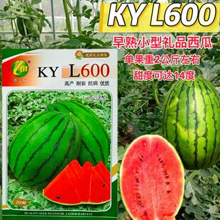 早熟L600一代小型礼品西瓜种子籽四季高产甜耐裂春秋播盆栽基地孑