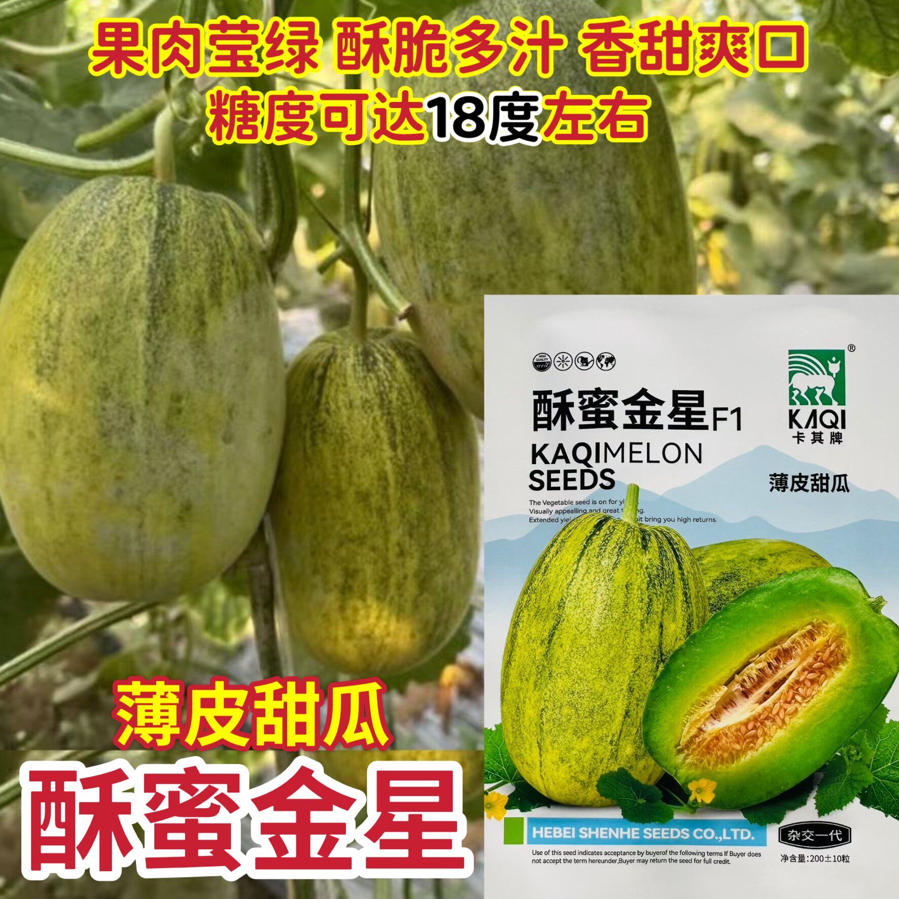 酥蜜金星杂交薄皮甜瓜种子果实圆筒形肉厚腔小酥脆多汁香甜瓜