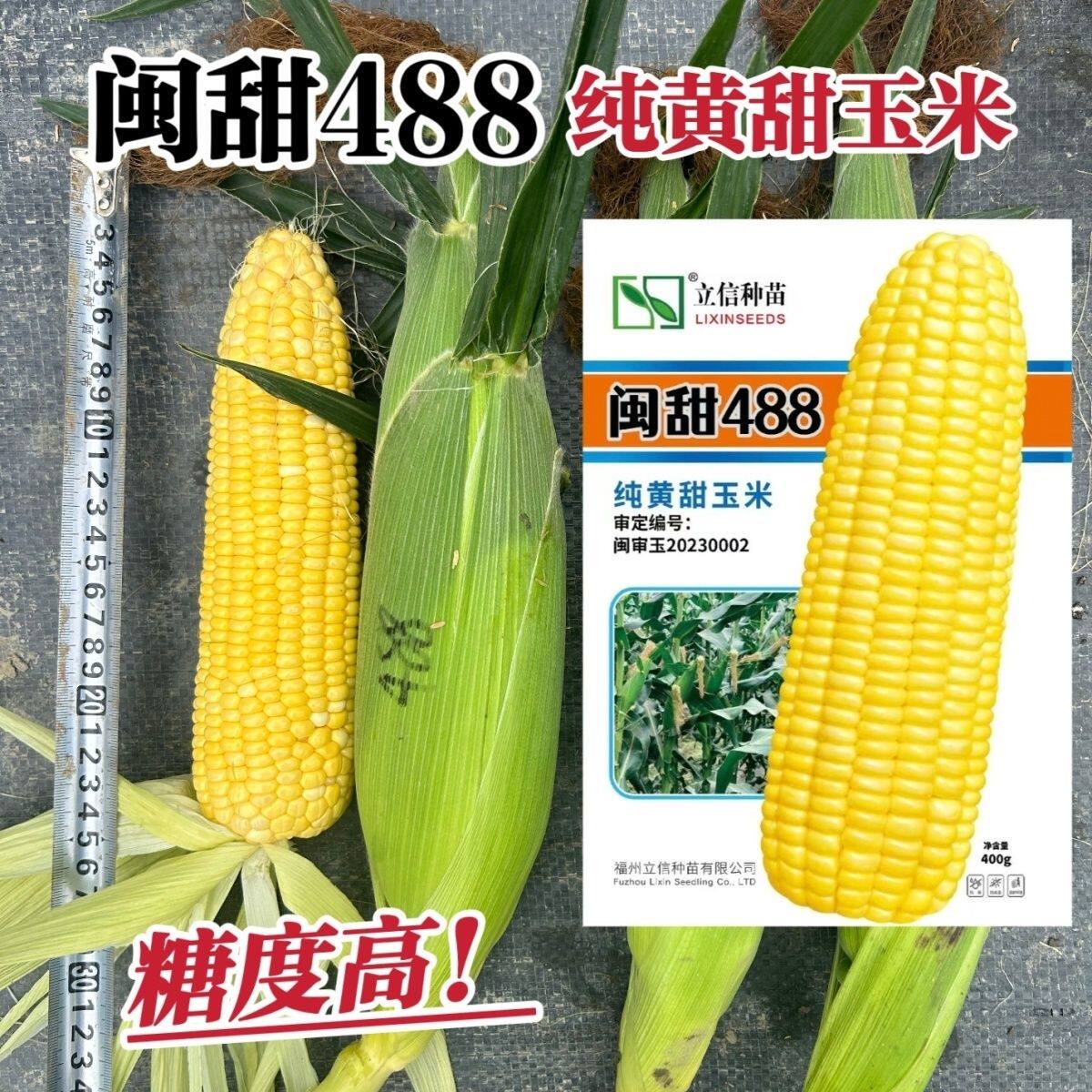 闽甜488黄甜玉米种子大棒高产超甜水果玉米种子甜玉米种生吃脆甜