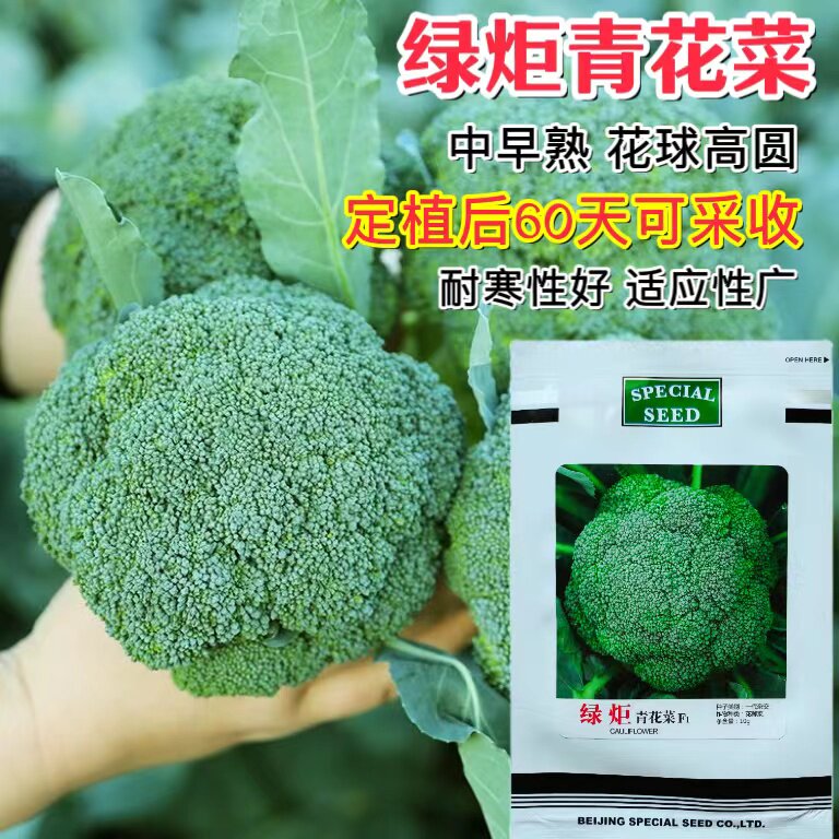 绿炬西兰花种子中早熟高圆形耐寒