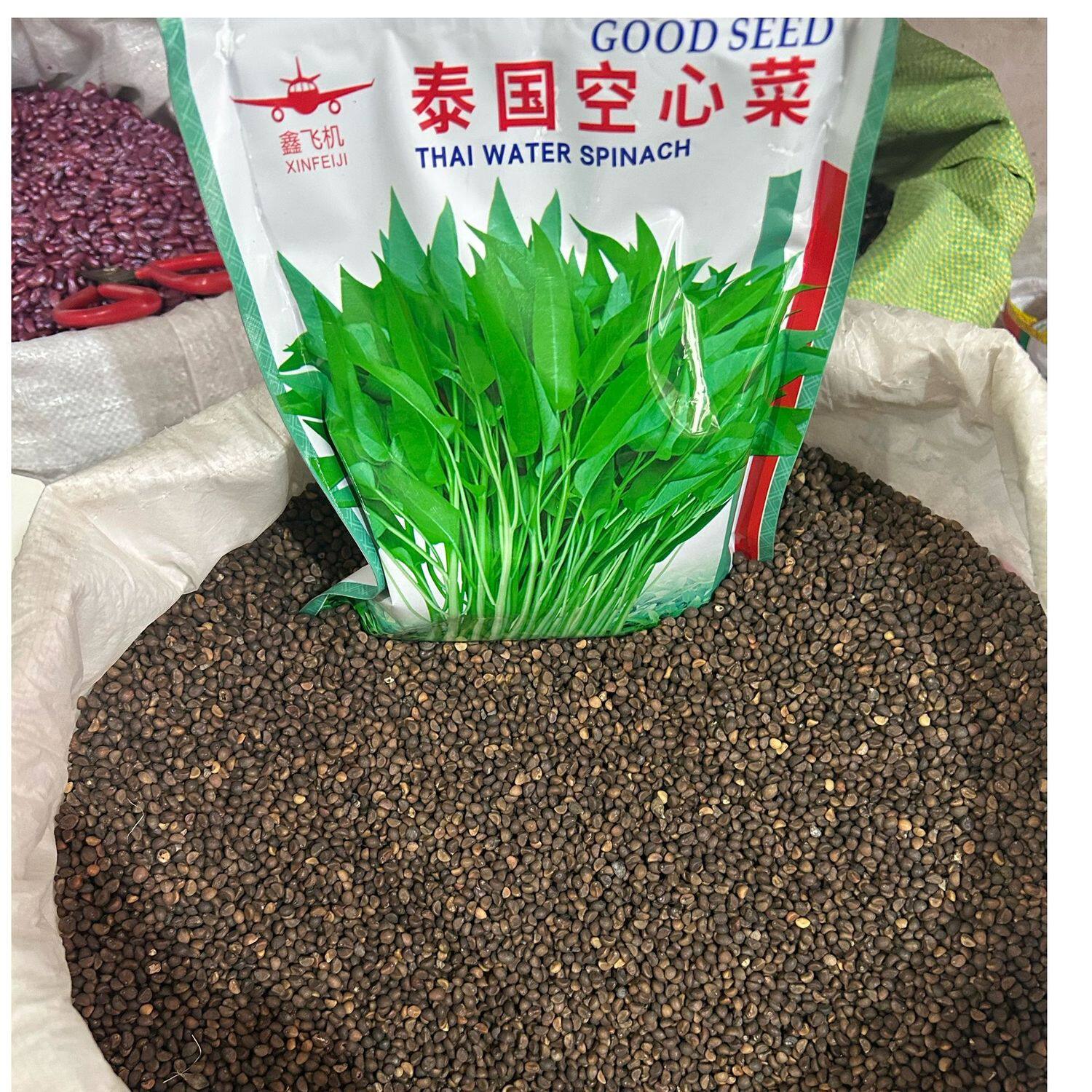 鑫飞机泰国空心菜种子竹叶空心菜蕹菜种蓊菜抗热抗病菜籽四季蔬菜