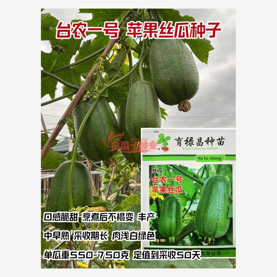 台农一号苹果丝瓜种子可生吃短棒肉丝瓜种籽高产四季盆栽蔬菜种子