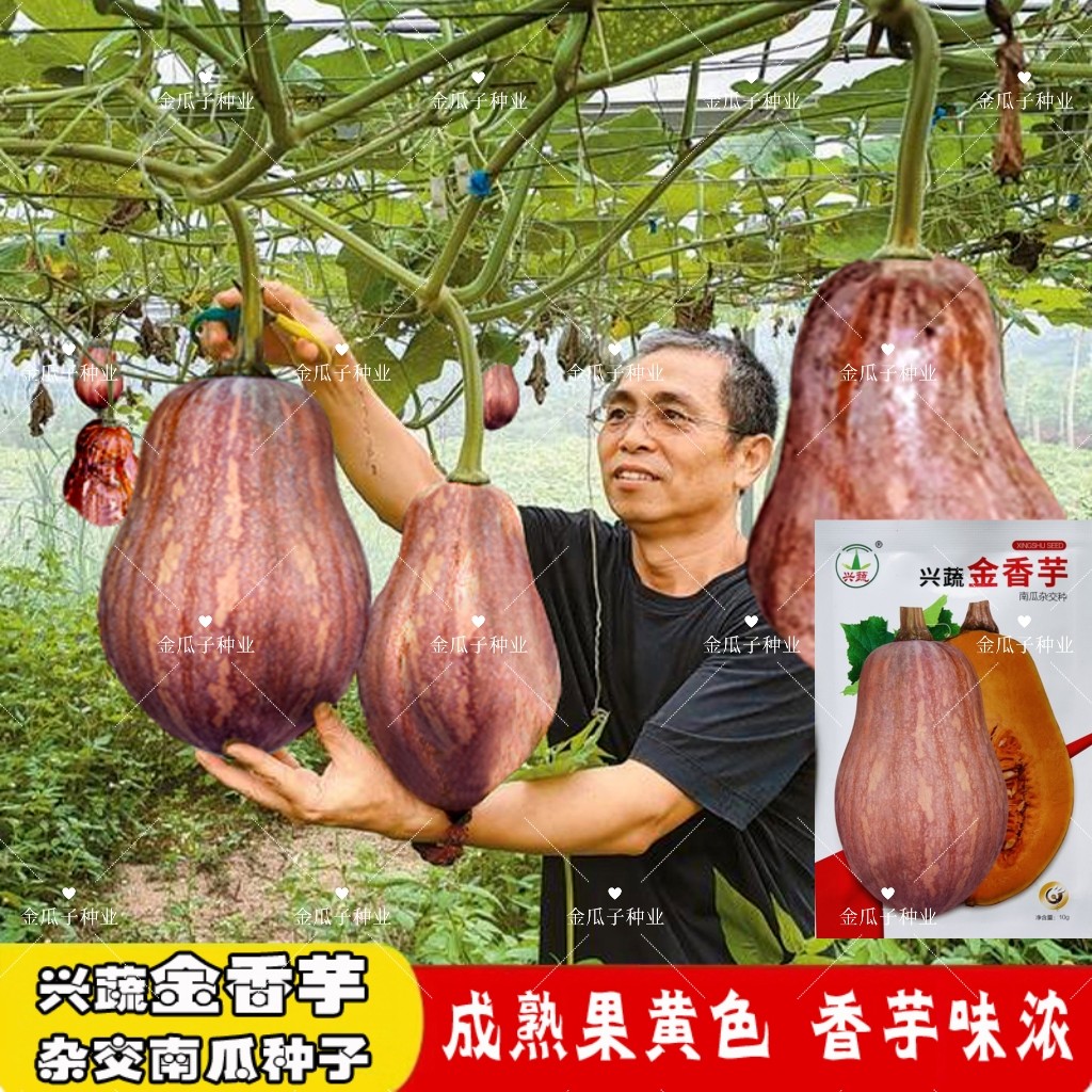 兴蔬金香芋南瓜种子果实橄榄型甜粉面糯味香浓高产香芋南瓜种籽孑