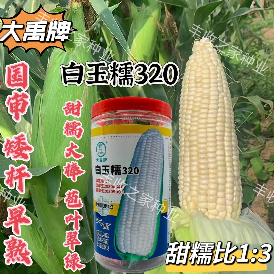 大禹牌白玉糯320玉米种子早熟大棒白甜糯玉米种籽鲜食粘糯玉米种