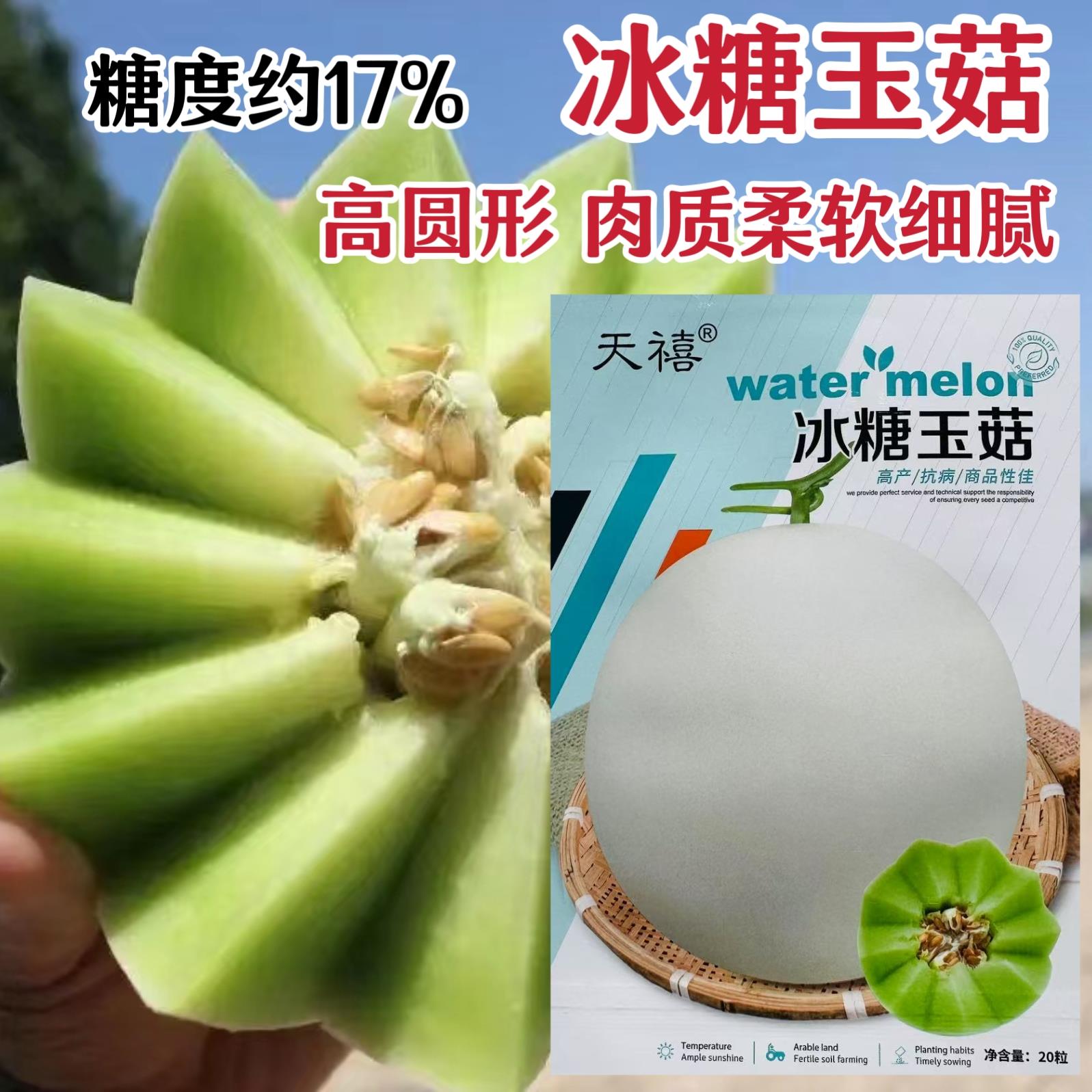 冰糖玉菇甜瓜种子春秋高圆型蜜姑超甜玉姑甜瓜种籽果肉淡绿色柔软