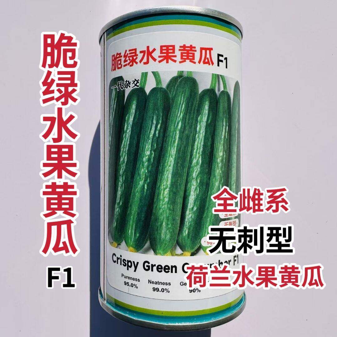 脆绿水果黄瓜种子荷兰水果黄瓜种籽全雌无刺清香甜脆杂交大田用种