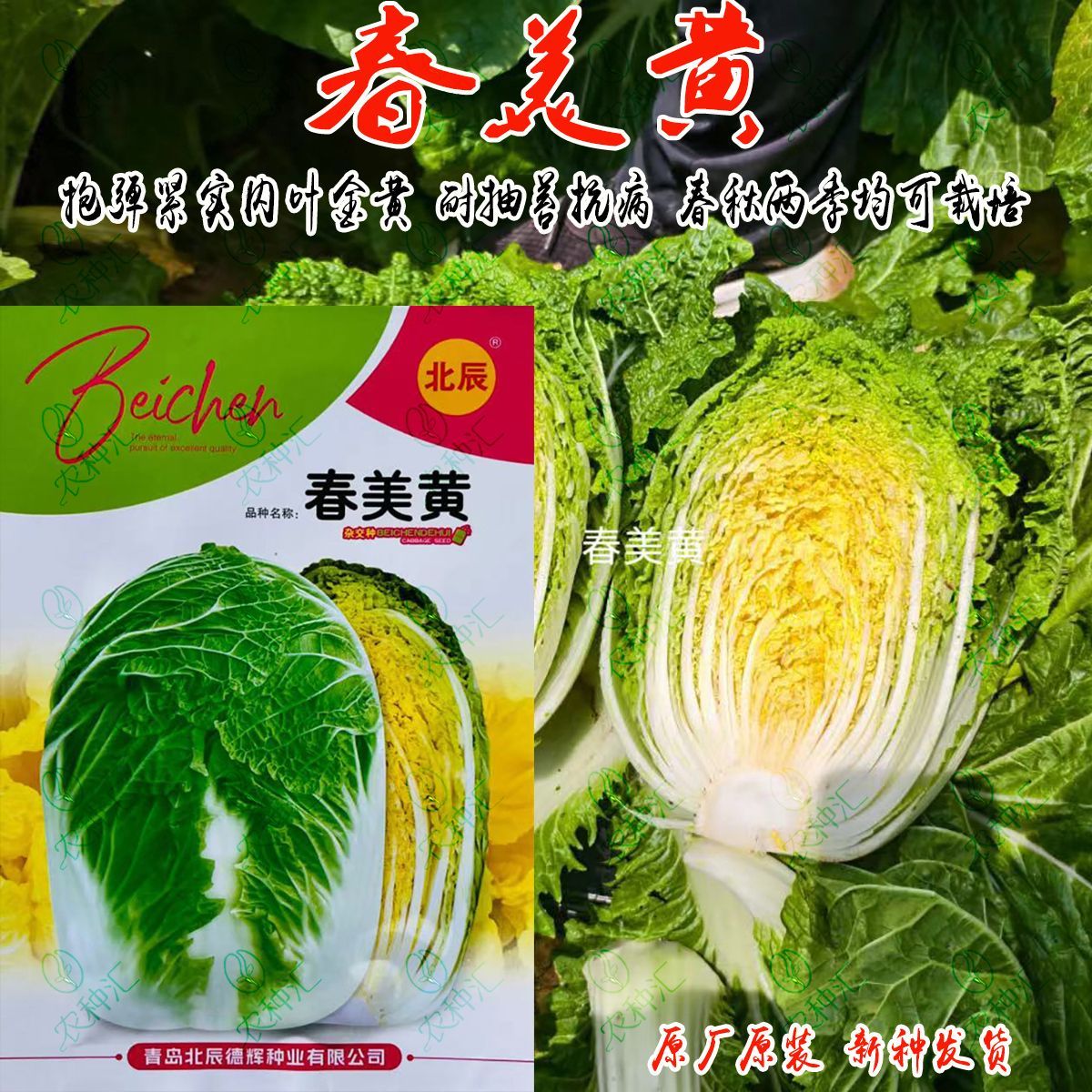 北辰春美黄大白菜种子杂交黄心抱弹耐抽苔春秋高产黄芽白菜种籽子