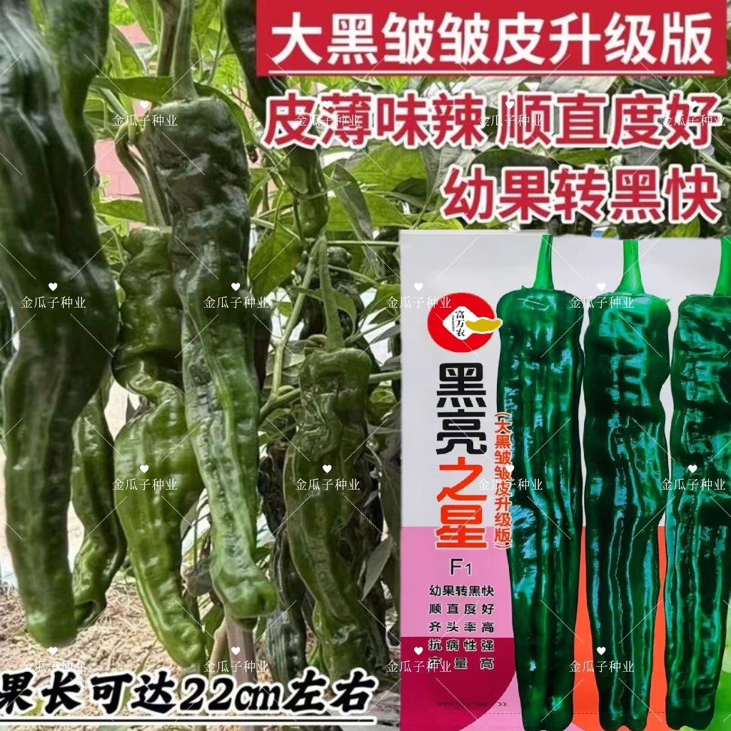 黑亮之星辣椒种子中早熟大黑皱皱皮辣椒种籽皮薄辣味香浓蔬菜种子