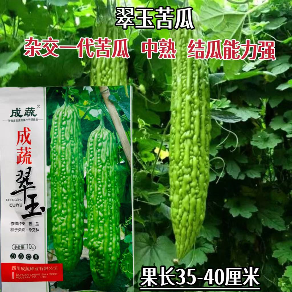 成蔬翠玉苦瓜种子中熟分枝强雌花多翠绿油亮苦瓜种籽瓜瘤圆润细嫩