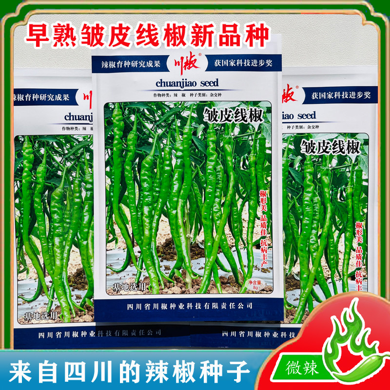 川椒皱皮线椒辣椒种子极早熟线椒味微辣薄皮无渣高产皱皮线椒种子