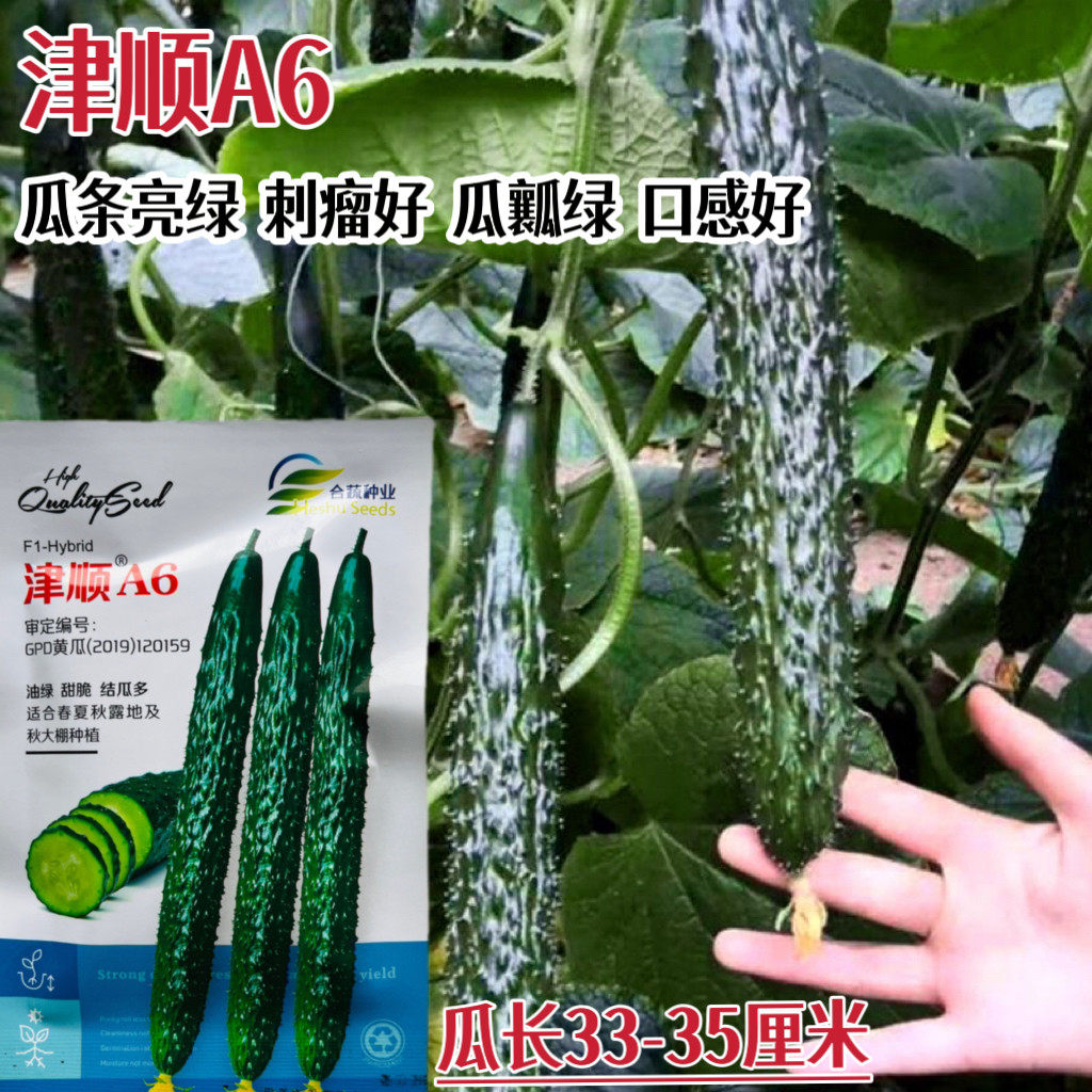 津顺A6黄瓜种子杂交高产抗病油亮型黄瓜种籽瓜条顺直春秋播蔬菜种