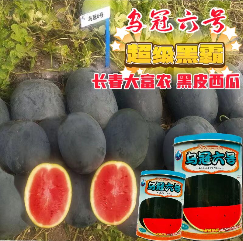 浪潮乌冠六号西瓜种子椭圆大果抗病大红瓤西瓜种籽细脆甘甜不空心