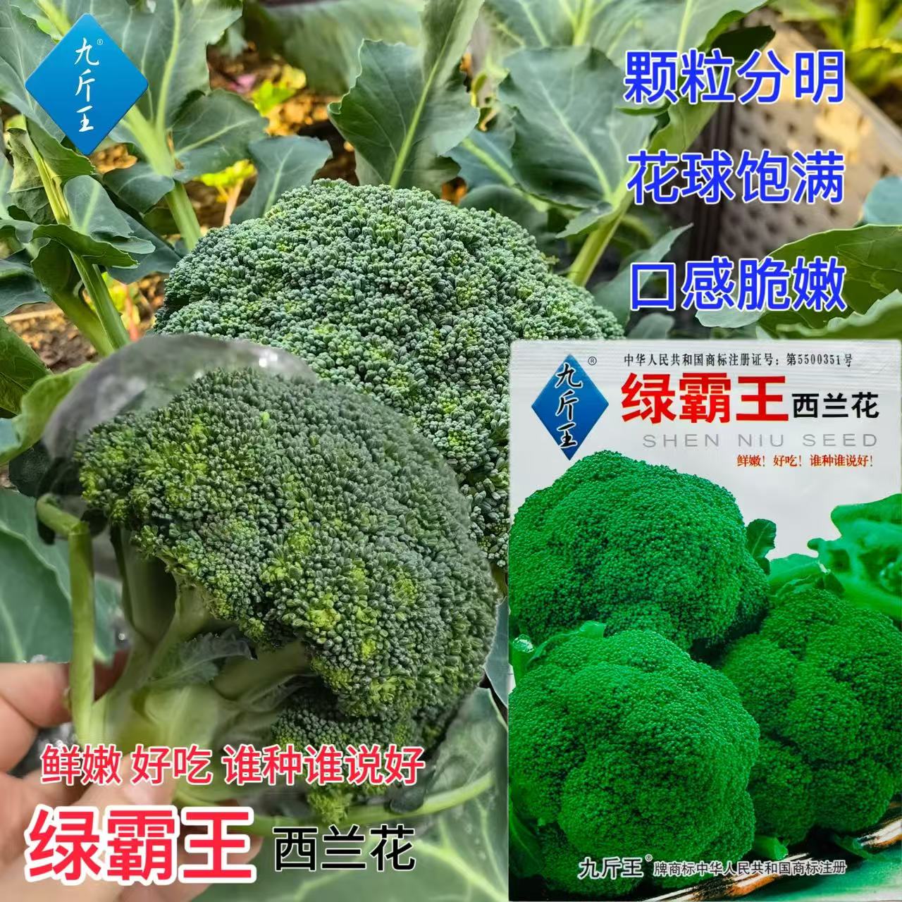 精选西兰花种子花椰菜秋季耐寒蔬菜绿霸王菜籽四季播高产抗病早熟