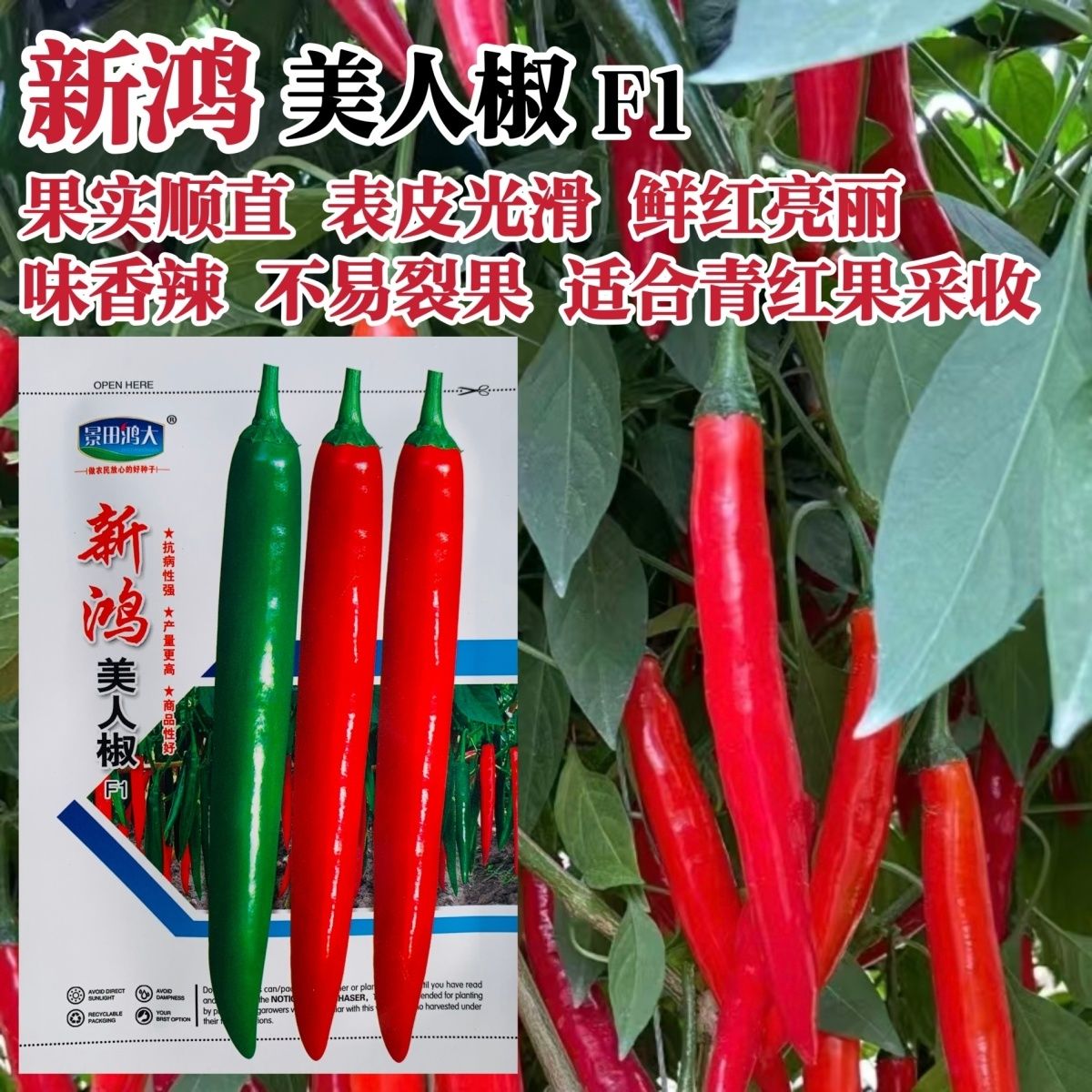 新鸿美人椒种子香辣顺直光滑美人辣椒种籽高产青红辣椒种子产量高