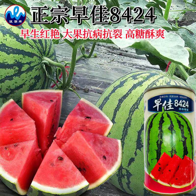 正宗早佳8424西瓜种子早熟甜王麒麟高产巨型特大西瓜种籽大红瓤孑