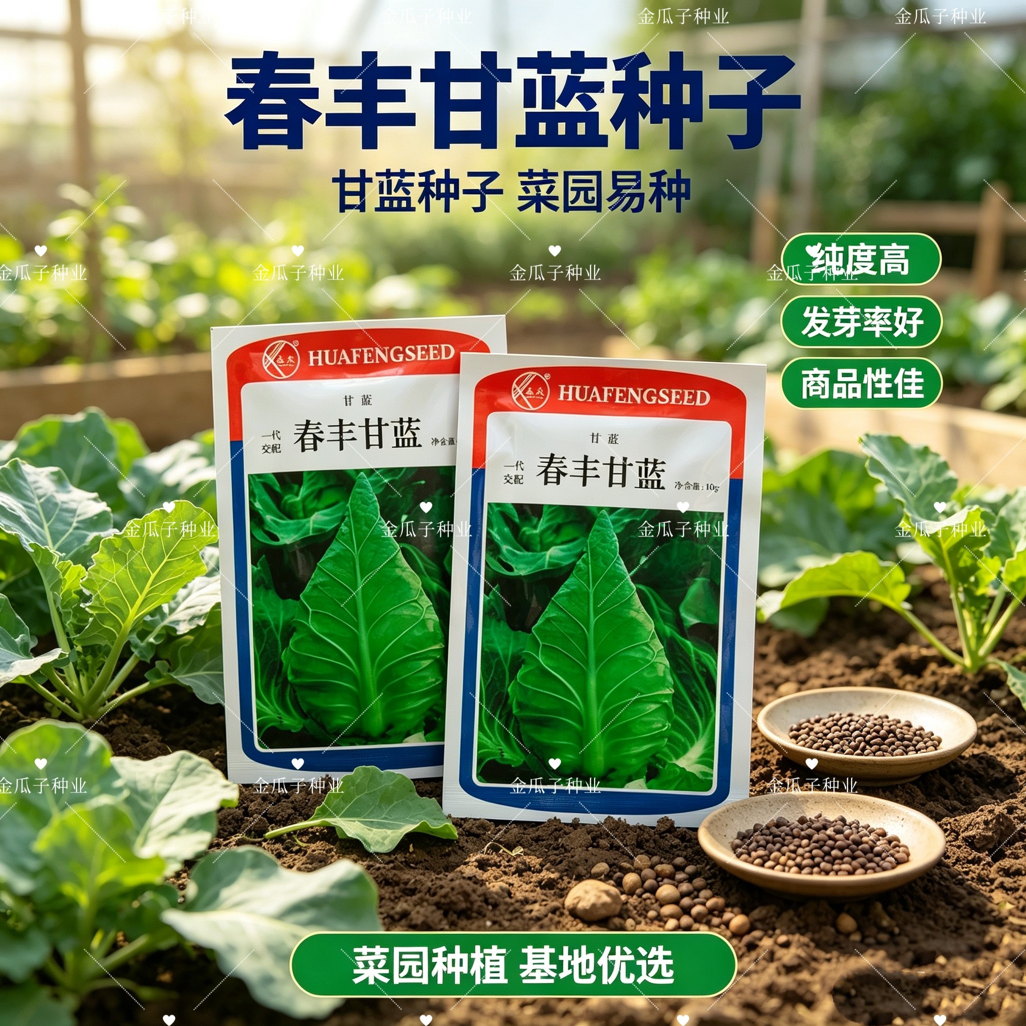 春丰甘蓝种子牛心菜尖头卷包心菜甘蓝种籽大田冬春秋季播蔬菜种孑