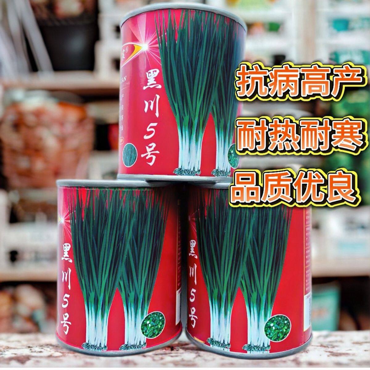 黑川5号小香葱种子叶色墨绿耐热耐寒硬度好直立抗病高产香葱种子