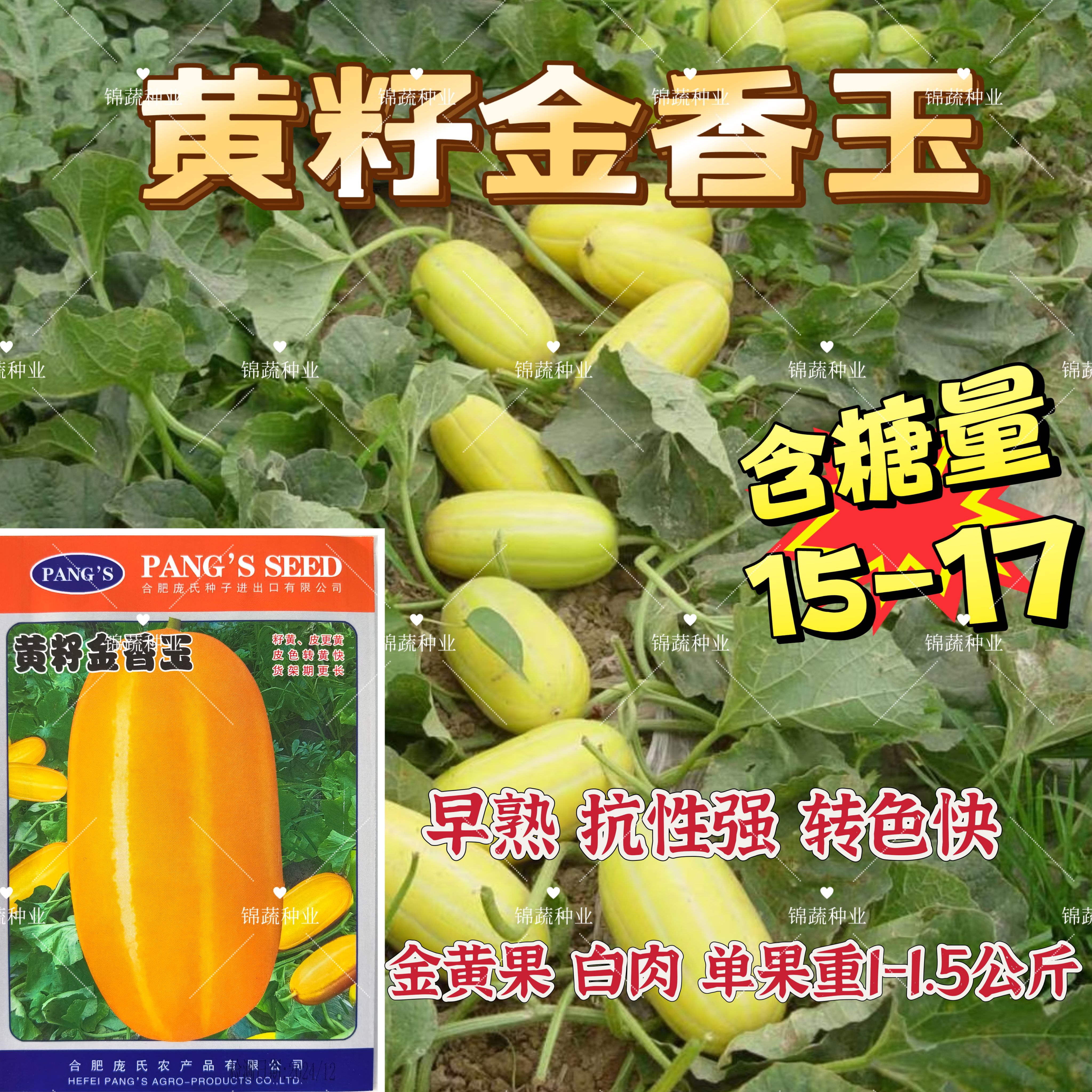 黄籽金香玉甜瓜种子早熟椭圆形金黄色白肉有棱沟口感甜脆耐运输孑