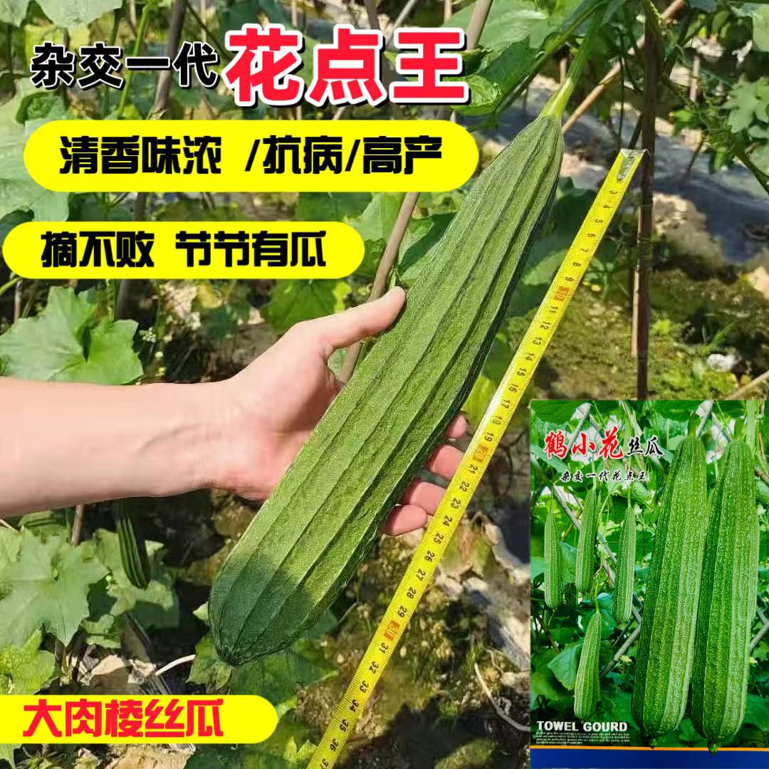 鹤小花棱丝瓜早熟特长抗病高产
