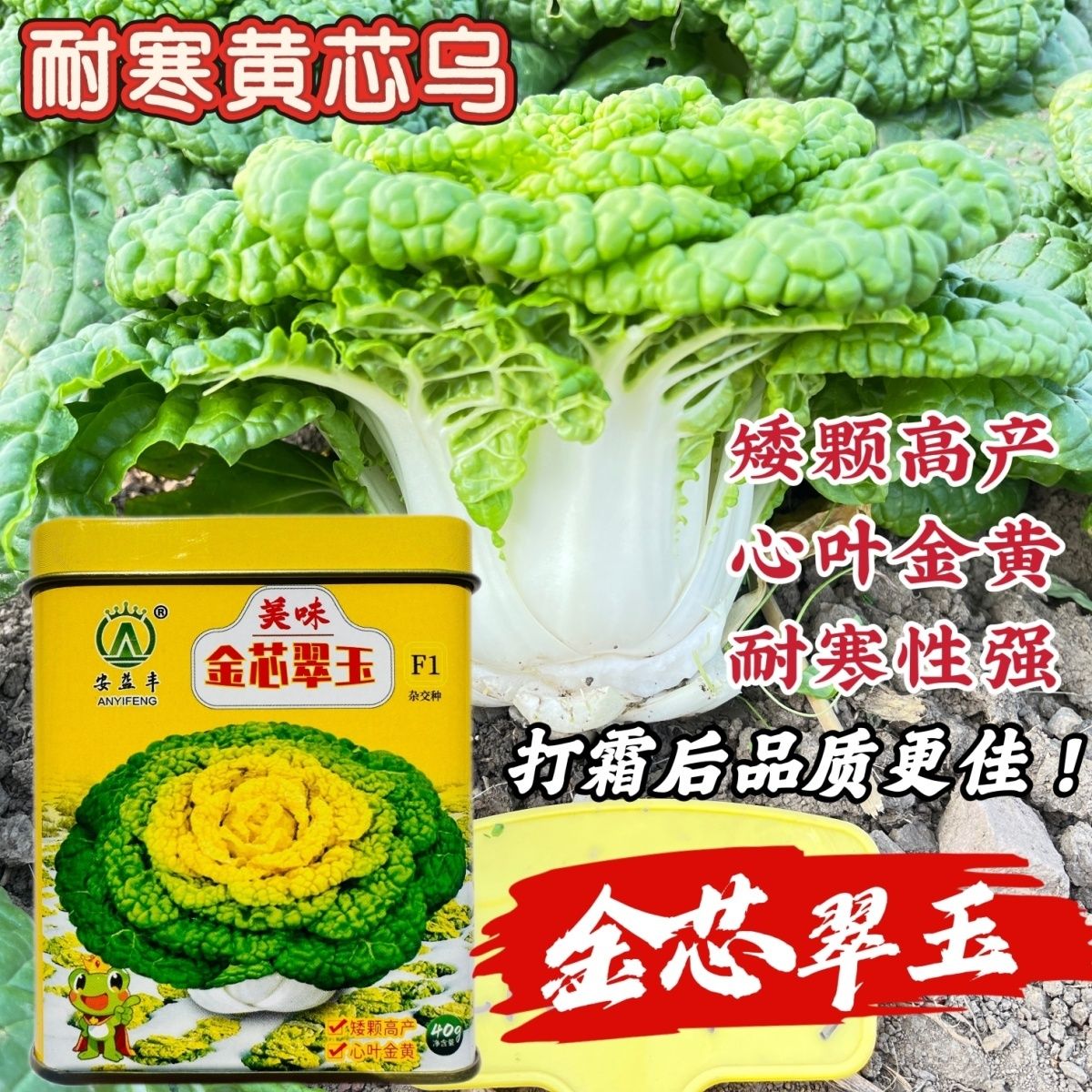 美味金芯翠玉黄心乌塌菜种子秋季耐寒蔬菜菊花菜种子黄芯乌种籽