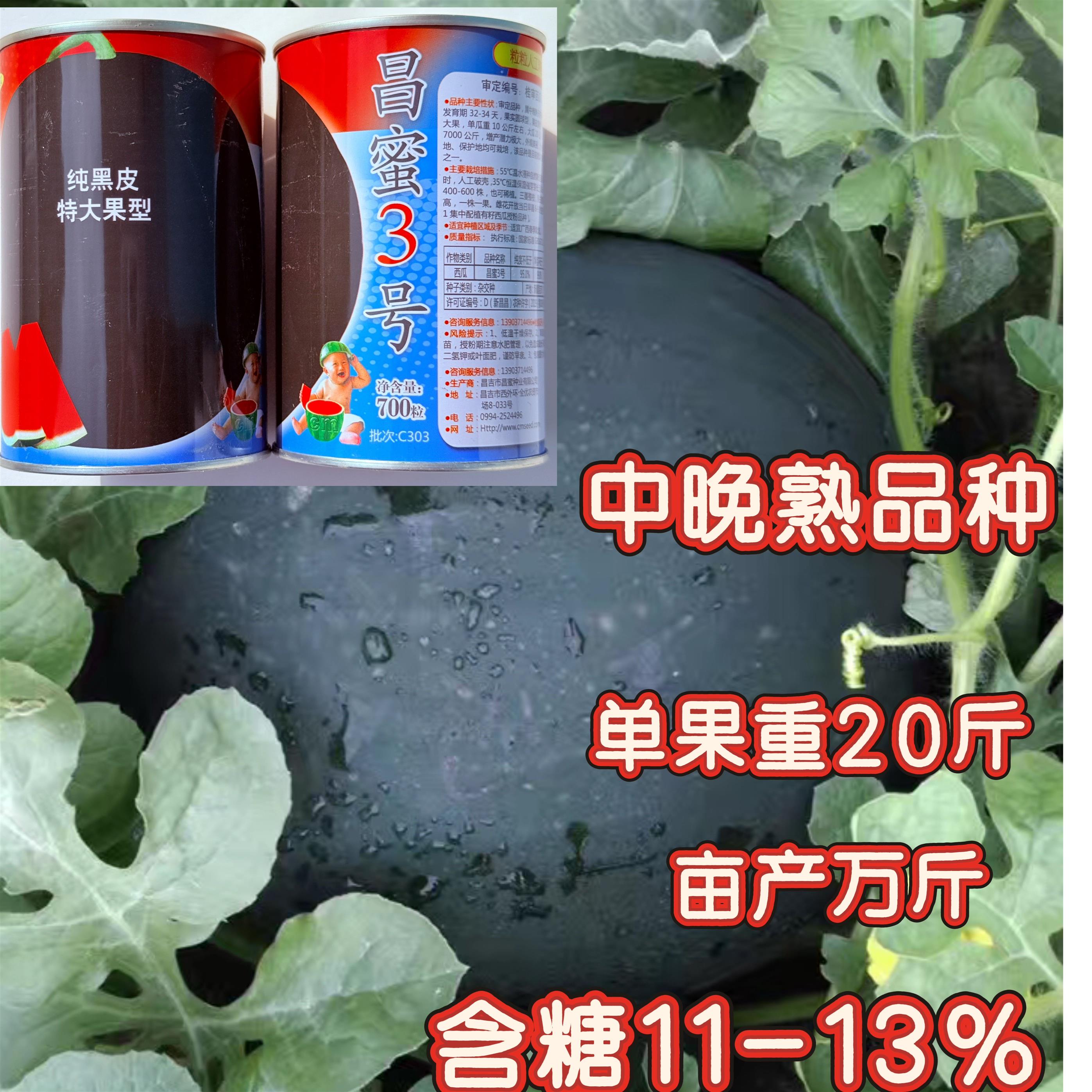 昌蜜3号西瓜种子高产黑皮无籽红瓤西瓜种超甜薄皮西瓜四季水果孑