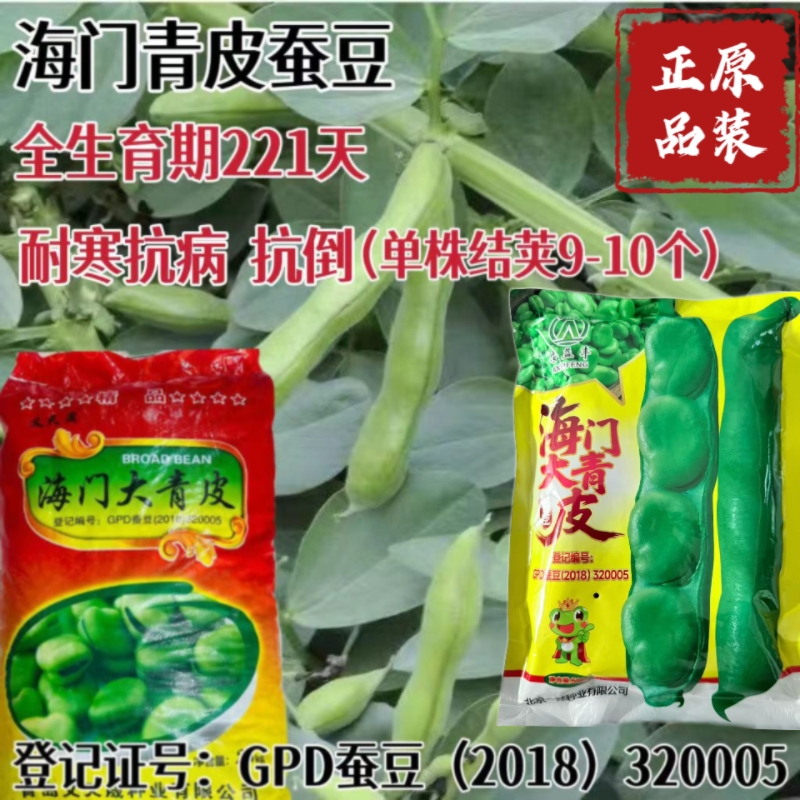 海门大青皮蚕豆种子高产荚长大粒耐寒抗病鲜杆成熟大田用蚕豆种孑