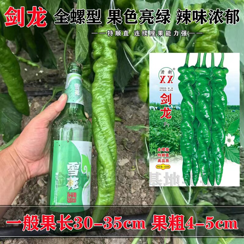 剑龙全螺大果螺丝椒种子果面微皱薄皮肉厚顺直陇椒螺丝辣椒种籽孑