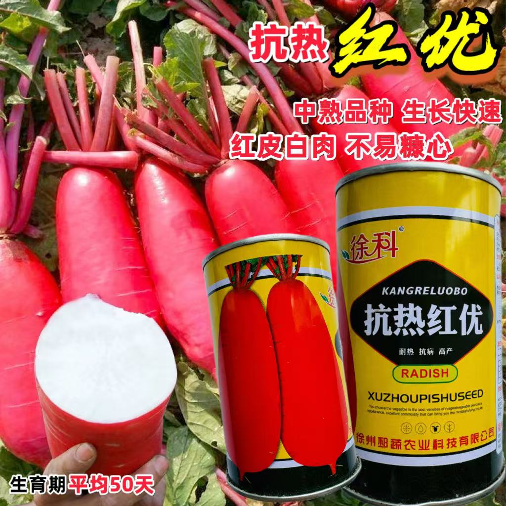 抗热红优萝卜种子耐热抗病高产质脆多汁不糠芯生吃腌制春夏秋播孑