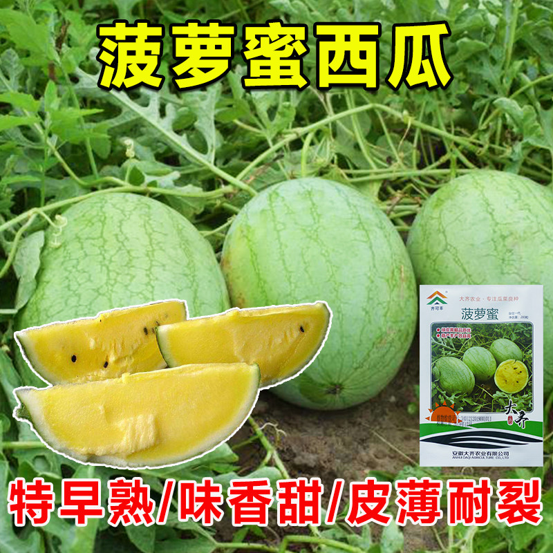 菠萝蜜黄瓤西瓜种子早熟高产皮薄香甜质脆春季四季黄肉水果种籽孑