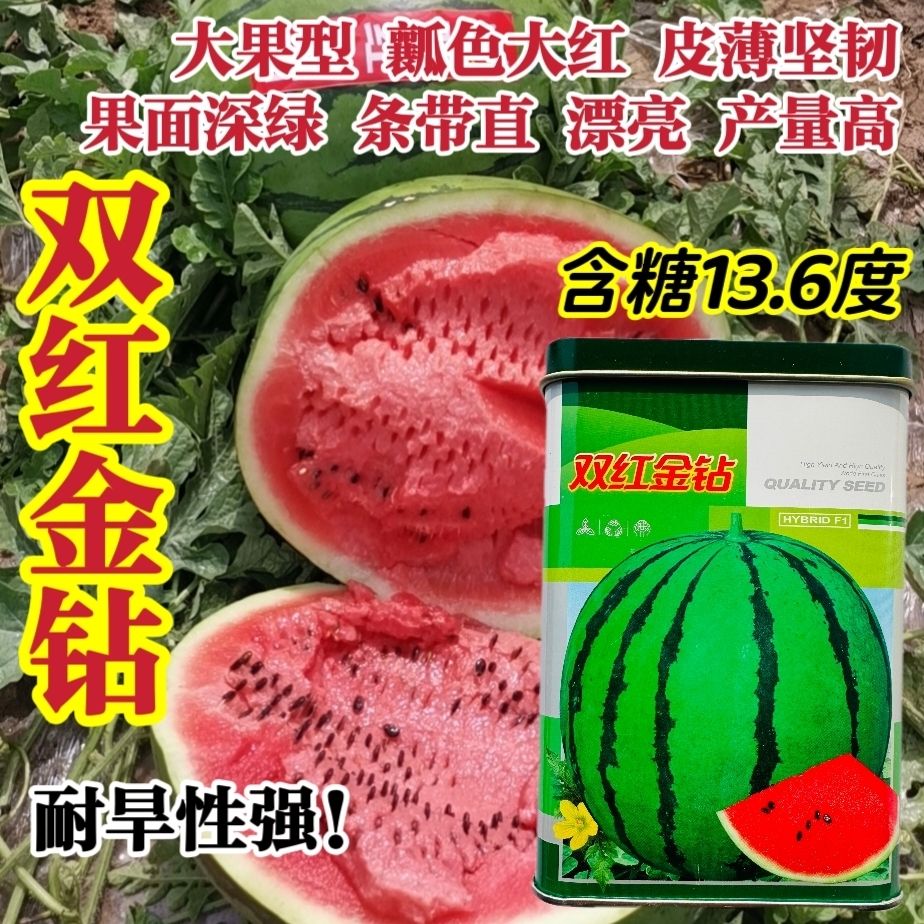 双红金钻西瓜种子特大果大红瓤高产水果种子皮薄特甜西瓜种籽高圆