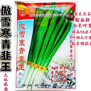 拯农傲雪寒青韭王中华韭霸改良汉中韭菜种籽高产耐寒宽叶雪韭韭菜