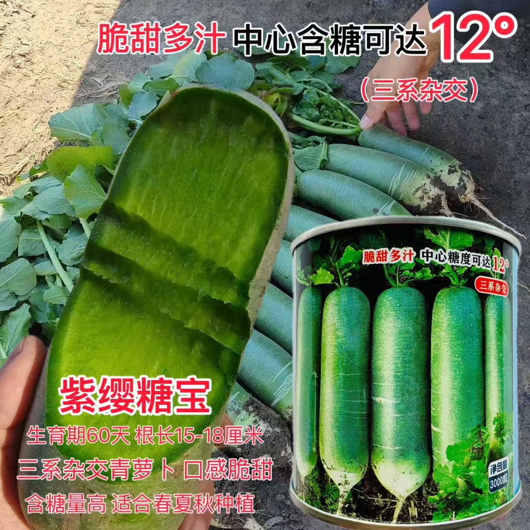 紫缨糖宝水果萝卜种子抗病绿皮绿肉杂交青萝卜种籽秋播大萝卜种子