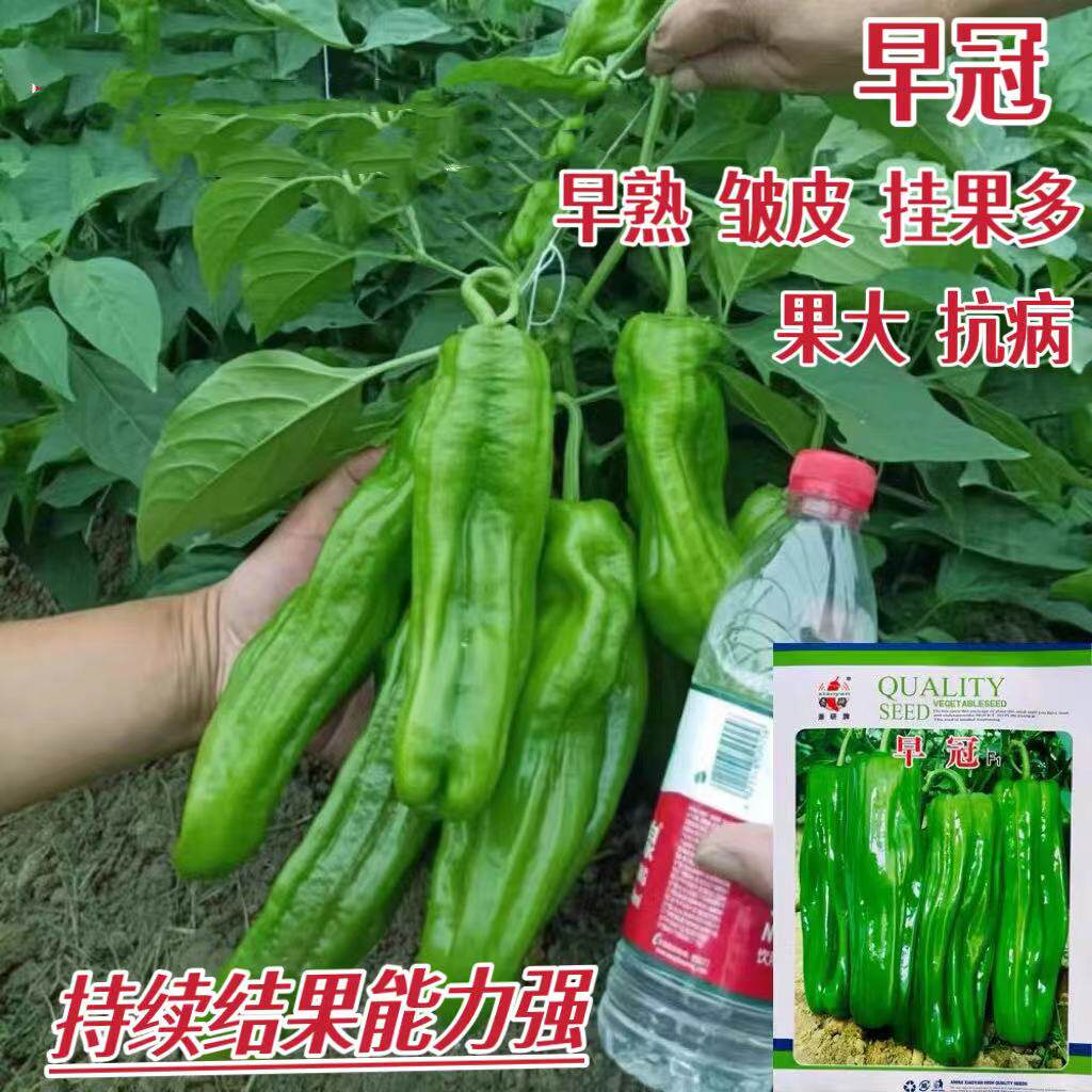 早冠 薄皮椒种子 薄皮大果早熟高产抗病商品性佳 农家春秋播