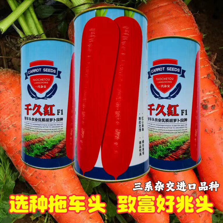 拖车头千久红胡萝卜种子高产抗病耐寒耐热胡罗卜种籽四季蔬菜种孑