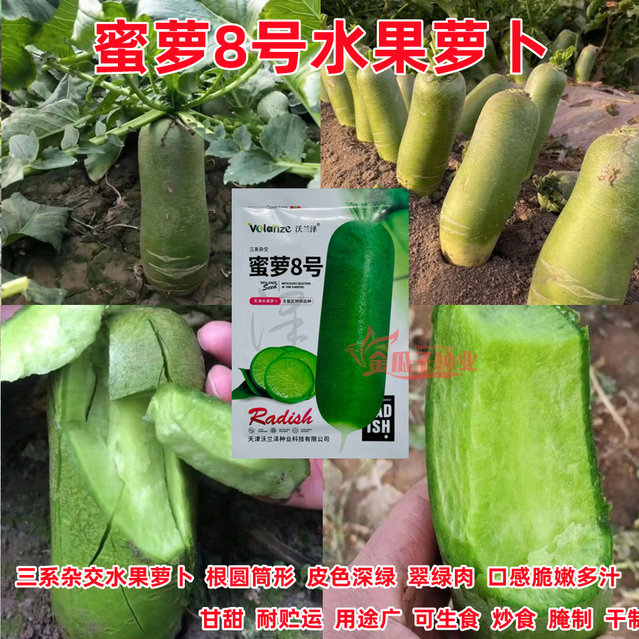 蜜萝8号水果萝卜生吃脆甜青皮肉