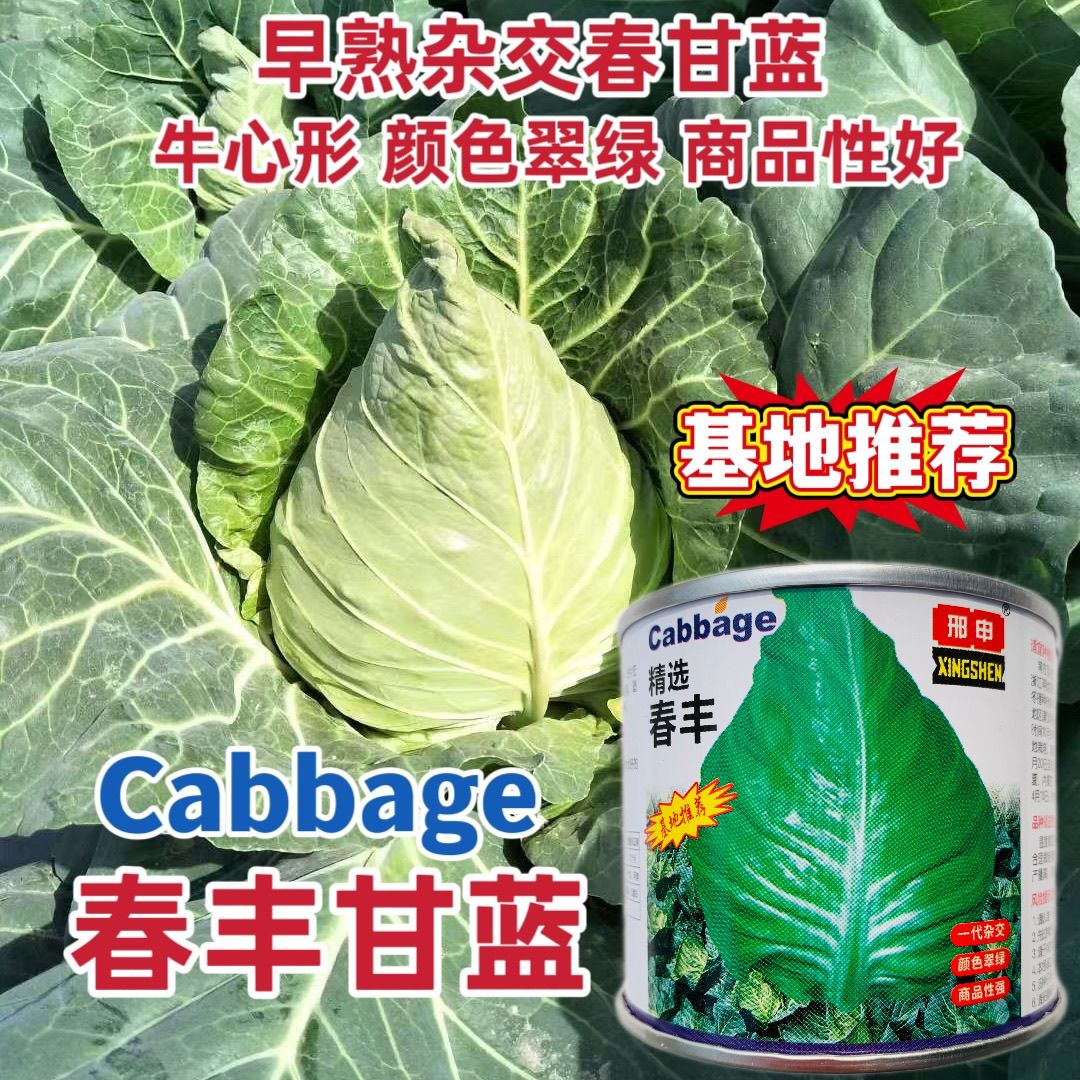 精品春丰甘蓝种子老牌子牛心包菜种子纯度高芽率高基地专供品种