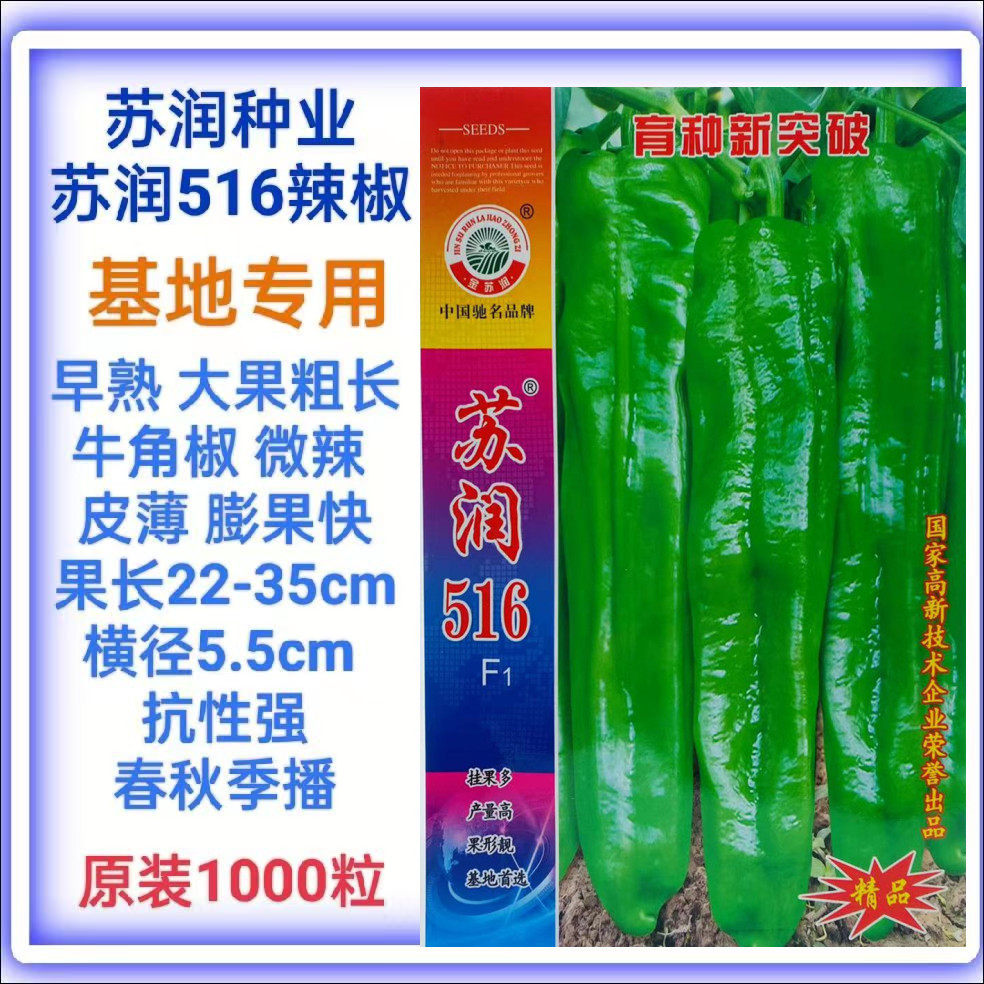 苏润516大果粗长牛角椒种子早熟高产大果型泡椒灯笼椒籽基地种植