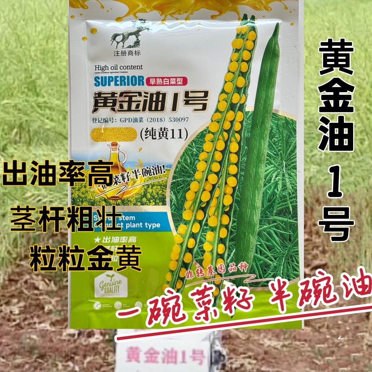 黄金油1号油菜种子黄色油菜籽旱地王抗倒伏强早熟高产出油率高