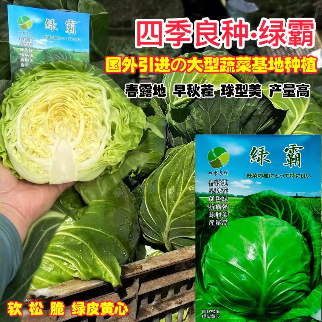 进口绿霸甘蓝种子包心菜种籽早熟抗病高产正圆绿皮黄心大田用种孑
