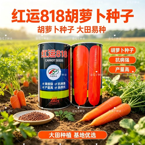 科益红运818红心胡萝卜种子国外引进三红胡萝卜种籽中早熟长锥形