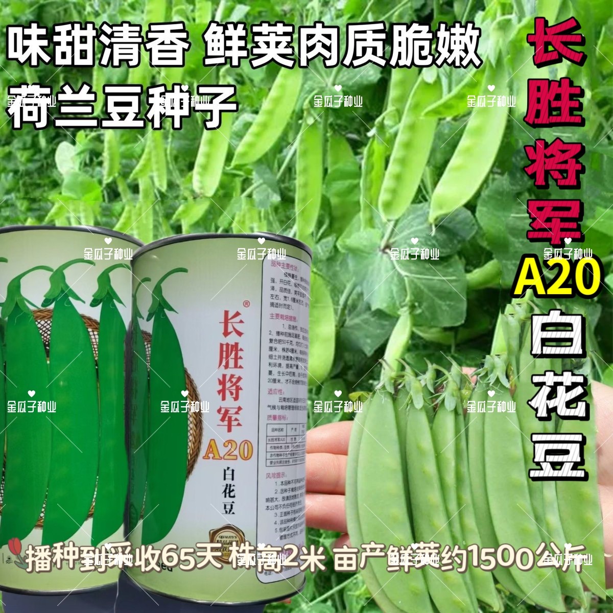 长胜将军A20白花豆种子早熟蔓生珍宝豆种籽分枝强荷兰豆大田种孑