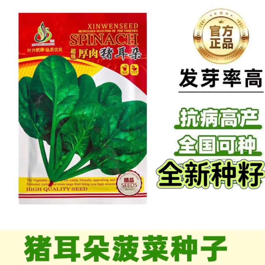 超级厚肉猪耳朵 菠菜种子 大叶肥厚高产耐寒抗病商品性佳 秋季播