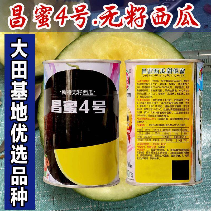 昌蜜4号黄瓤无籽西瓜种子杂交大果圆形黑皮黄肉西瓜品质优大田种